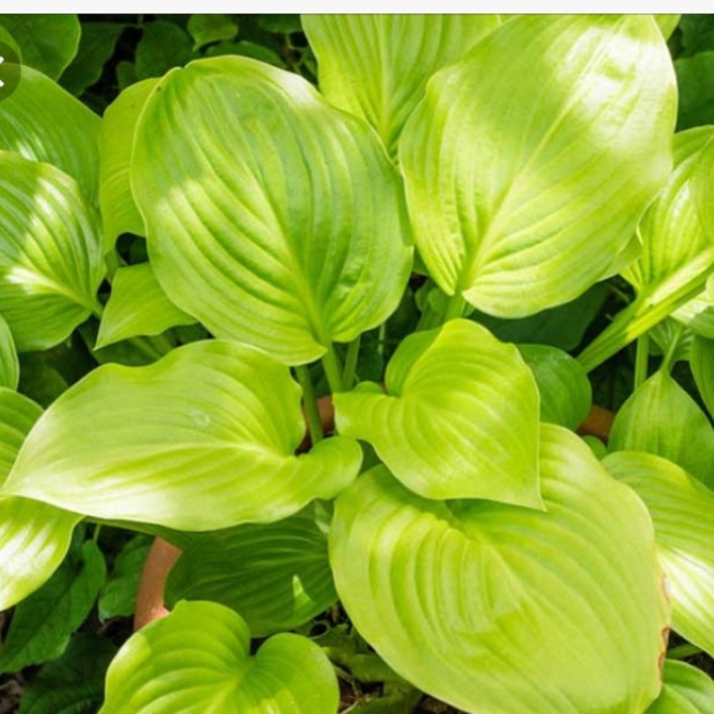 Hosta plants set of 10